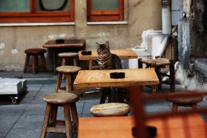 Cat Cafes are Real and Are Now Apparently Legal in the US