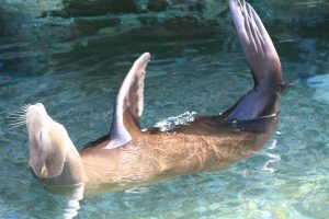 Why You May Be Entitled to a Payout From SeaWorld